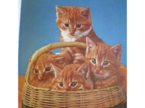 'Someone has put us in a basket!' Yes, but you look quite pretty, you know. It's a shame? Very well, it's a shame.